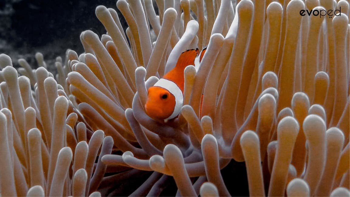 fisch